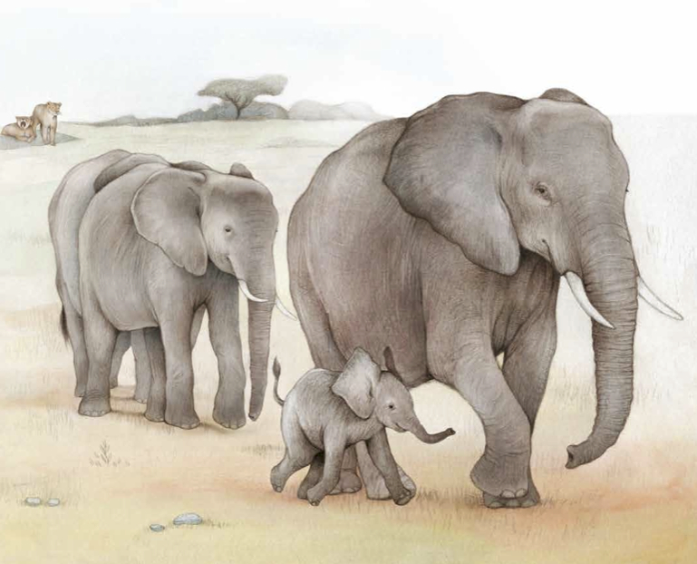Nor naiz ni animalien kumeak afrika1