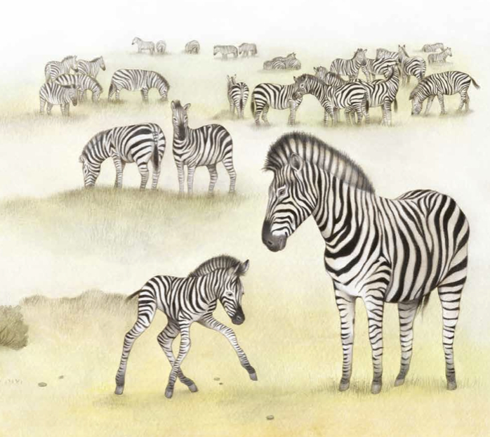 Nor naiz ni animalien kumeak afrika2